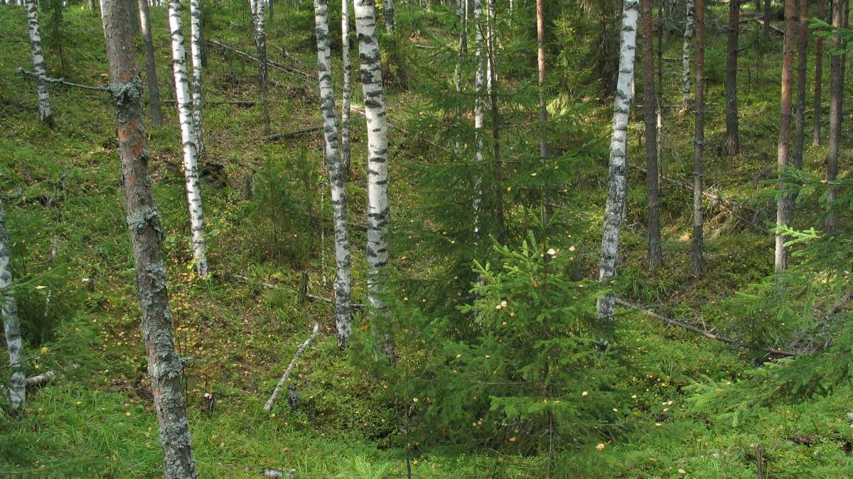 Ung björkskog med små granar därtill