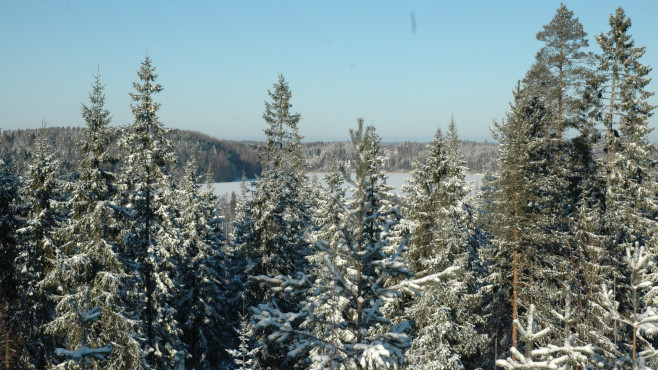 Talvinen metsä